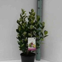 Goyavier Du Bresil 14 Goyavier Du Bresil -Fournitures De Jardin Soldes 2024 jar 105475 1