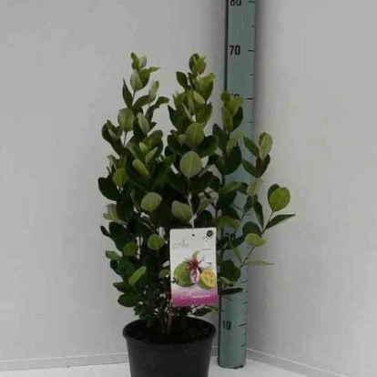 Goyavier Du Bresil 6 Goyavier Du Bresil – Image 6