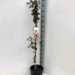 Goyavier Du Bresil 15 Goyavier Du Bresil -Fournitures De Jardin Soldes 2024 jar 105475 2