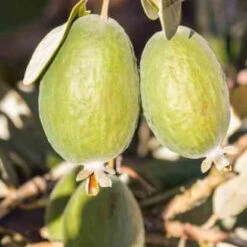 Goyavier Du Bresil 12 Goyavier Du Bresil -Fournitures De Jardin Soldes 2024 jar 105475 4