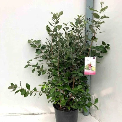 Goyavier Du Bresil 5 Goyavier Du Bresil – Image 5