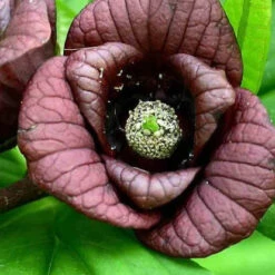 Asiminier Triloba EXTRA