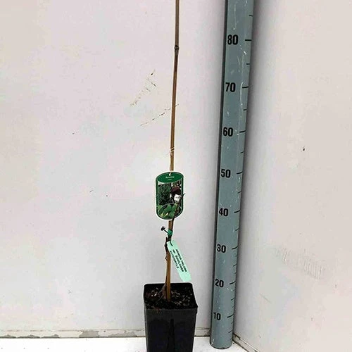 Asiminier Triloba EXTRA 2 Asiminier Triloba EXTRA – Image 2