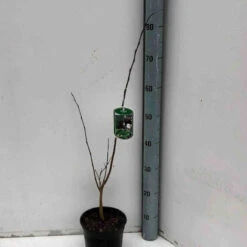 Asiminier Triloba EXTRA 9 Asiminier Triloba EXTRA -Fournitures De Jardin Soldes 2024 jar 105764 3