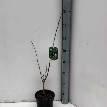 Asiminier Triloba EXTRA 3 Asiminier Triloba EXTRA – Image 3