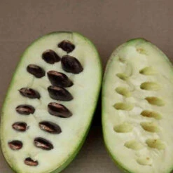 Asiminier Triloba EXTRA 10 Asiminier Triloba EXTRA -Fournitures De Jardin Soldes 2024 jar 105764 4