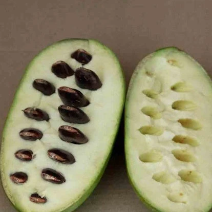 Asiminier Triloba EXTRA 4 Asiminier Triloba EXTRA – Image 4