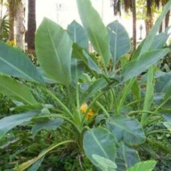 Bananier Nain Chinois 'Lotus D'or' -Fournitures De Jardin Soldes 2024 jar 105766 3