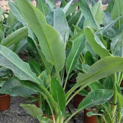 Bananier Nain Chinois 'Lotus D'or' -Fournitures De Jardin Soldes 2024 jar 105766 4