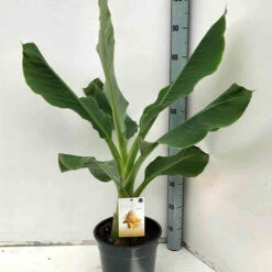 Bananier Nain Chinois 'Lotus D'or' -Fournitures De Jardin Soldes 2024 jar 105766 5