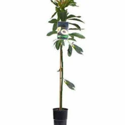 Avocatier 'Hass' -Fournitures De Jardin Soldes 2024 jar 105800 3