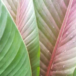 Bananier Du Sikkim -Fournitures De Jardin Soldes 2024 jar 106871 3