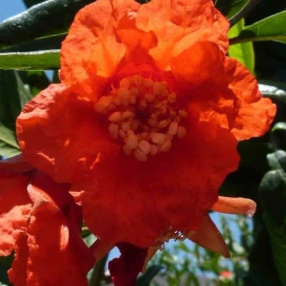 Grenadier Dente Di Leone 1 Grenadier Dente Di Leone