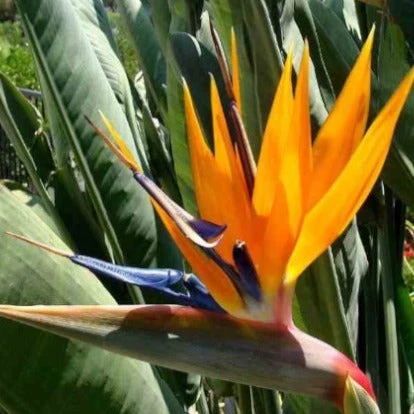 Oiseau Du Paradis Strelitzia 2 Oiseau Du Paradis Strelitzia â Image 2