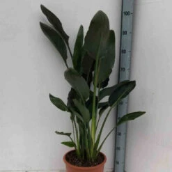 Oiseau Du Paradis Strelitzia 7 Oiseau Du Paradis Strelitzia -Fournitures De Jardin Soldes 2024 jar 106879 2 1702998084494