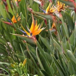 Oiseau Du Paradis Strelitzia 8 Oiseau Du Paradis Strelitzia -Fournitures De Jardin Soldes 2024 jar 106879 3 1702998089192