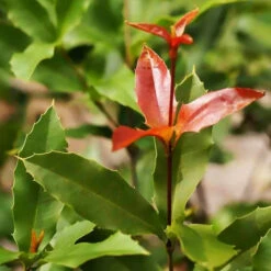 Noix De Macadamia -Fournitures De Jardin Soldes 2024 jar 107132 2