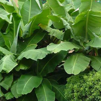 Bananier Nain 'Super Dwarf Cavendish' 2 Bananier Nain 'Super Dwarf Cavendish' – Image 2