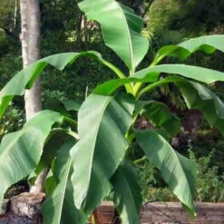 Bananier Du Japon 'Sakhalin' -Fournitures De Jardin Soldes 2024 jar 107142 1