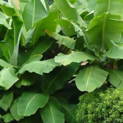 Bananier Du Japon 'Sakhalin' -Fournitures De Jardin Soldes 2024 jar 107142 5