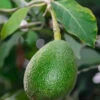Avocatier Fuerte (de Greffe)