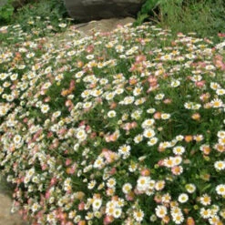 3 Vergerette Profusion - Erigeron