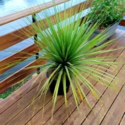 Noline Bleue -Fournitures De Jardin Soldes 2024 laf 103619 2