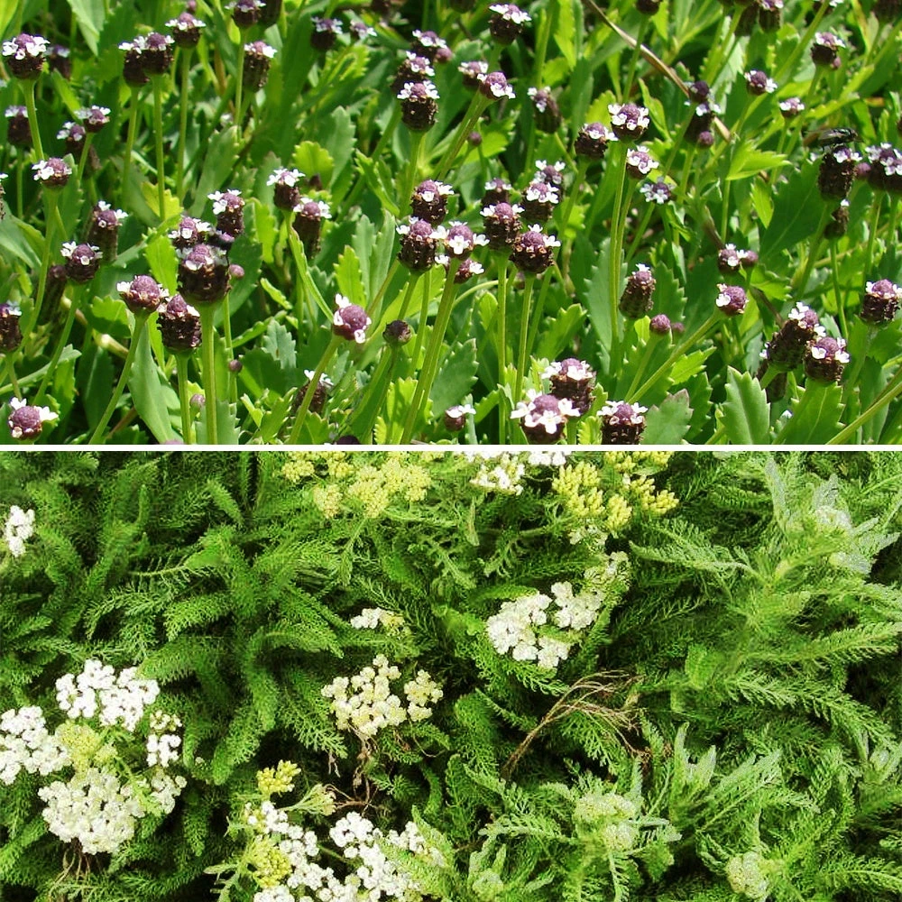 3 Achillées Et Lippia En Mélange 1 3 Achillées Et Lippia En Mélange