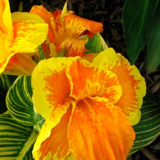 Canna Tropicanna Gold 1 Canna Tropicanna Gold