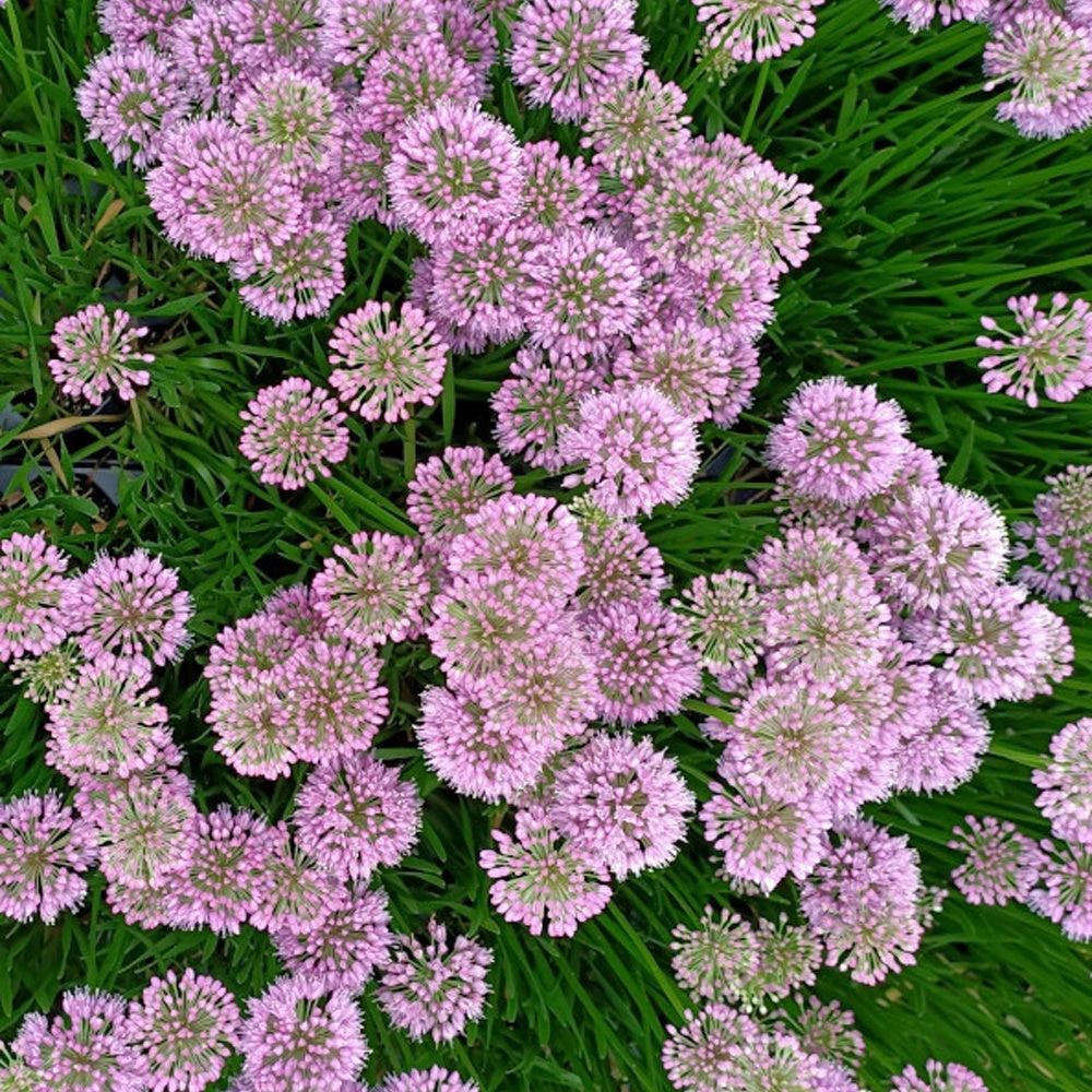 3 Ail D'ornement Millenium 2 3 Ail D'ornement Millenium – Image 2