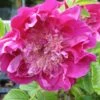 3 Rosiers Pompom Perfume ® Pivoine