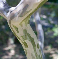 Lilas Des Indes Violet -Fournitures De Jardin Soldes 2024 lil 101071 6 1700126461930