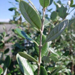 Goyavier Du Bresil 11 Goyavier Du Bresil -Fournitures De Jardin Soldes 2024 maa 105475 6