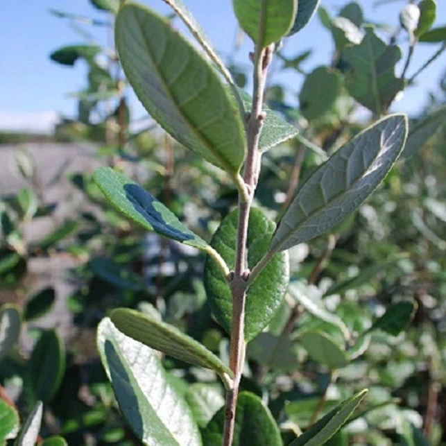 Goyavier Du Bresil 3 Goyavier Du Bresil – Image 3