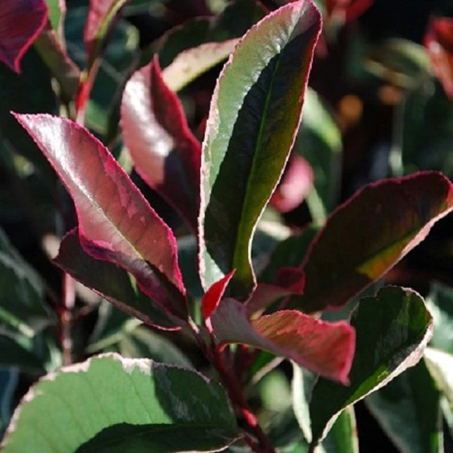 Photinia Pink Marble 2 Photinia Pink Marble – Image 2