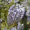 Glycine De Chine Prolific
