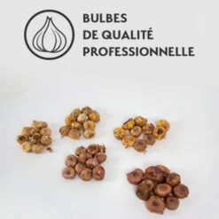 Collection De 50 Glaïeuls 13 Collection De 50 Glaïeuls -Fournitures De Jardin Soldes 2024 qlb 37815 9