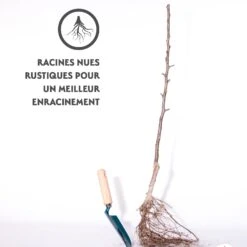 Cerisier Karina -Fournitures De Jardin Soldes 2024 qlh 100437 3