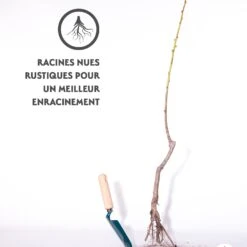 Abricotier Polonais 9 Abricotier Polonais -Fournitures De Jardin Soldes 2024 qlh 100453 4