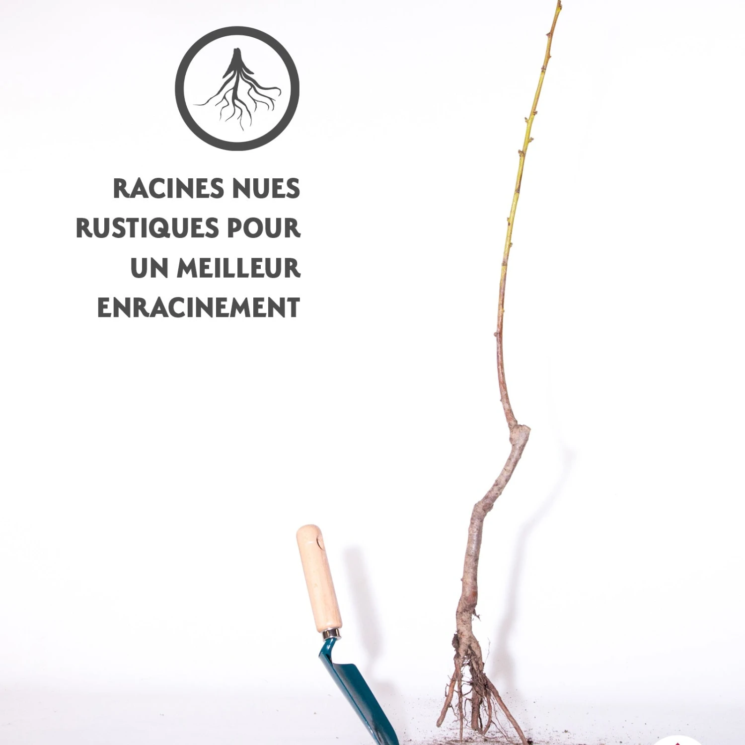 Abricotier Polonais 5 Abricotier Polonais – Image 5