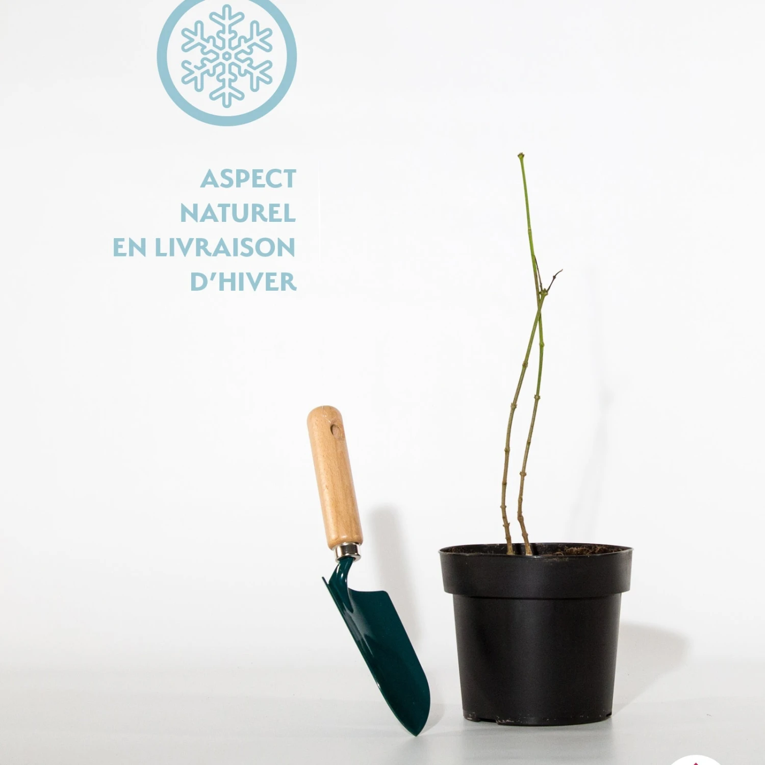 Chimonanthe Précoce 2 Chimonanthe Précoce – Image 2