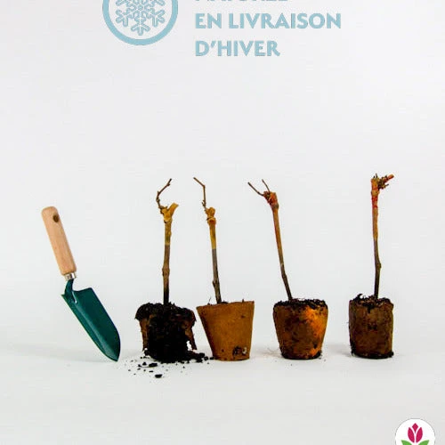 Collection De 4 Vignes 6 Collection De 4 Vignes – Image 6