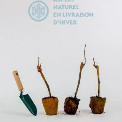 Collection De 3 Viticoles : Vitis Vinifera Pinot, Merlot, Chardonnay 9 Collection De 3 Viticoles : Vitis Vinifera Pinot, Merlot, Chardonnay -Fournitures De Jardin Soldes 2024 qlh 104057 5