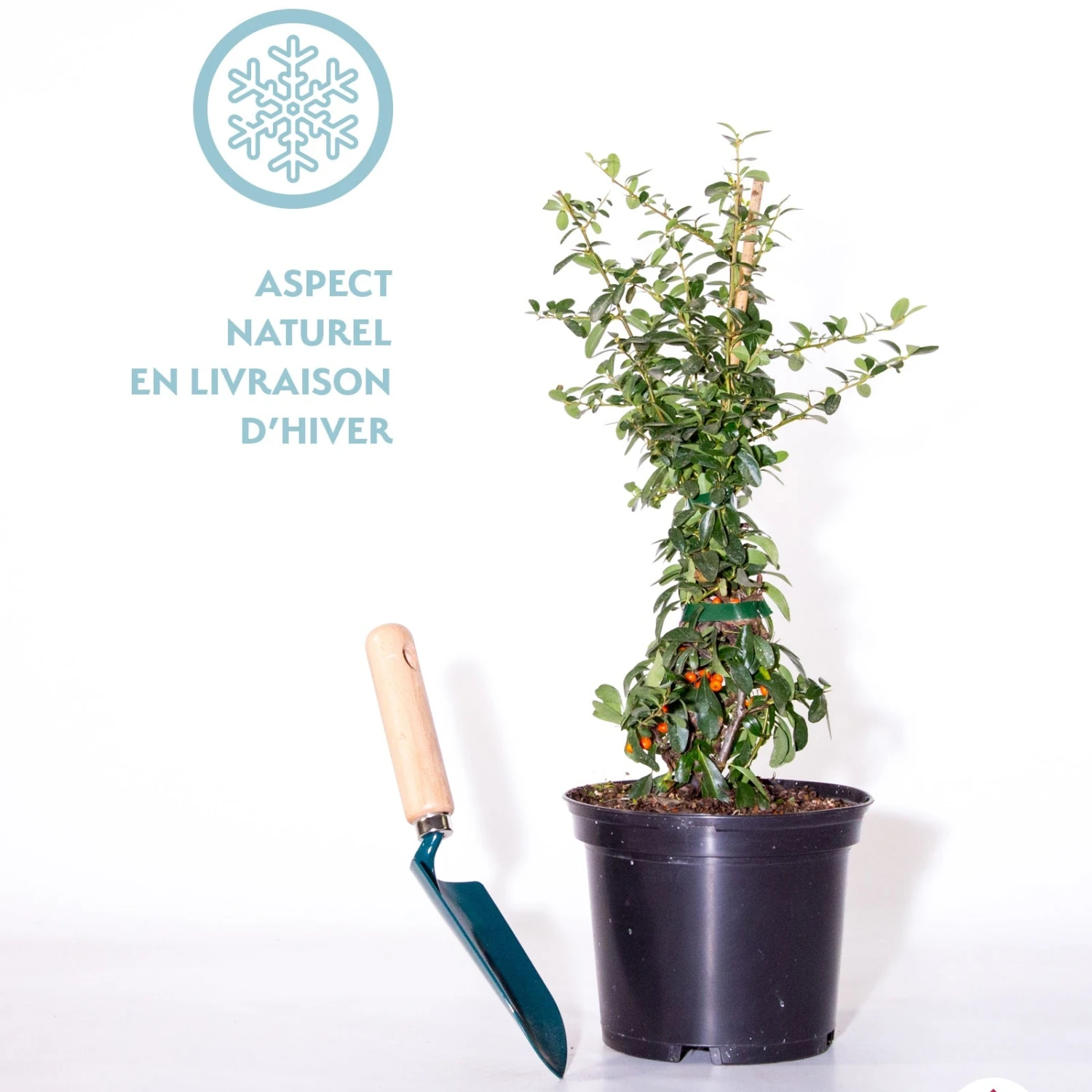 Buisson Ardent Saphyr® Orange Cadange - Pyracantha 3 Buisson Ardent Saphyr® Orange Cadange - Pyracantha – Image 3