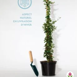 Buisson Ardent Saphyr® Rouge Cadrou - Pyracantha -Fournitures De Jardin Soldes 2024 qlh 104068 1 1706102993007