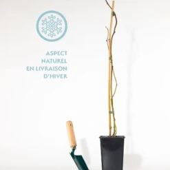 Kiwi Issai 5 Kiwi Issai -Fournitures De Jardin Soldes 2024 qlh 40727 5 1699623403308