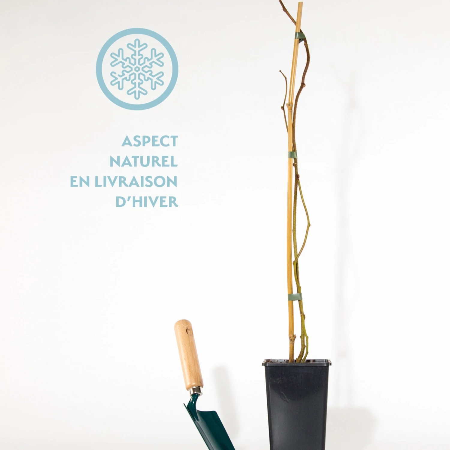 Kiwi Issai 3 Kiwi Issai – Image 3