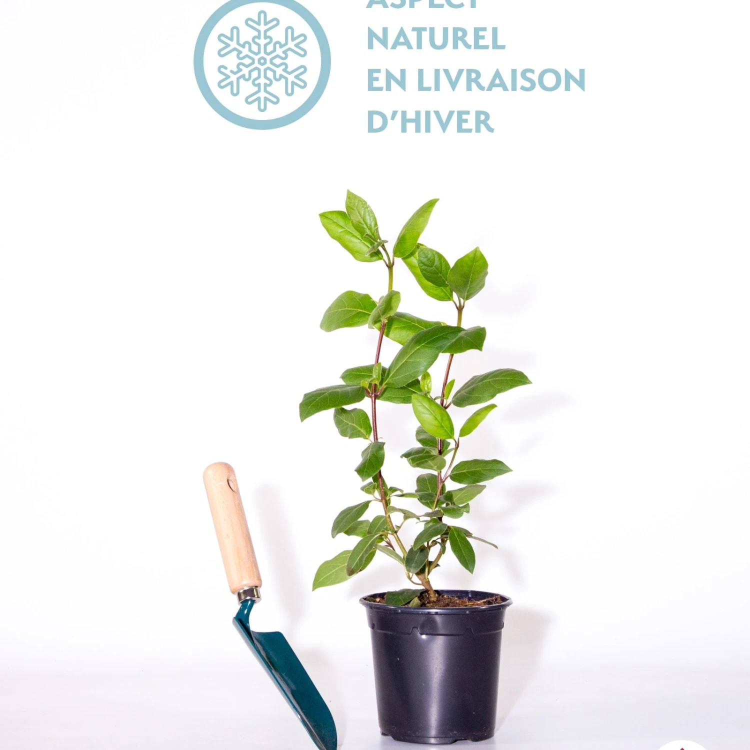 Viorne Tin Gwenllian 2 Viorne Tin Gwenllian – Image 2