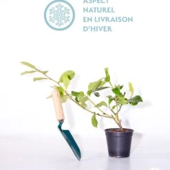 Magnolia Fairy White - Michelia Hybride -Fournitures De Jardin Soldes 2024 qlh 56614 4