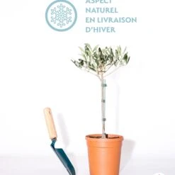 Olivier Sur Tige -Fournitures De Jardin Soldes 2024 qlh 64211 8